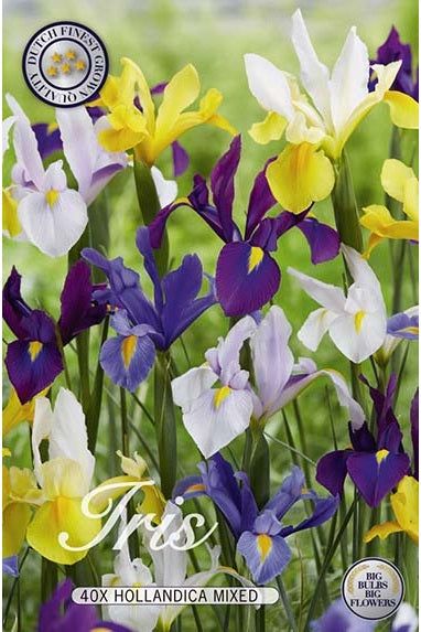 Iris Hollandica Mix 40-pakning